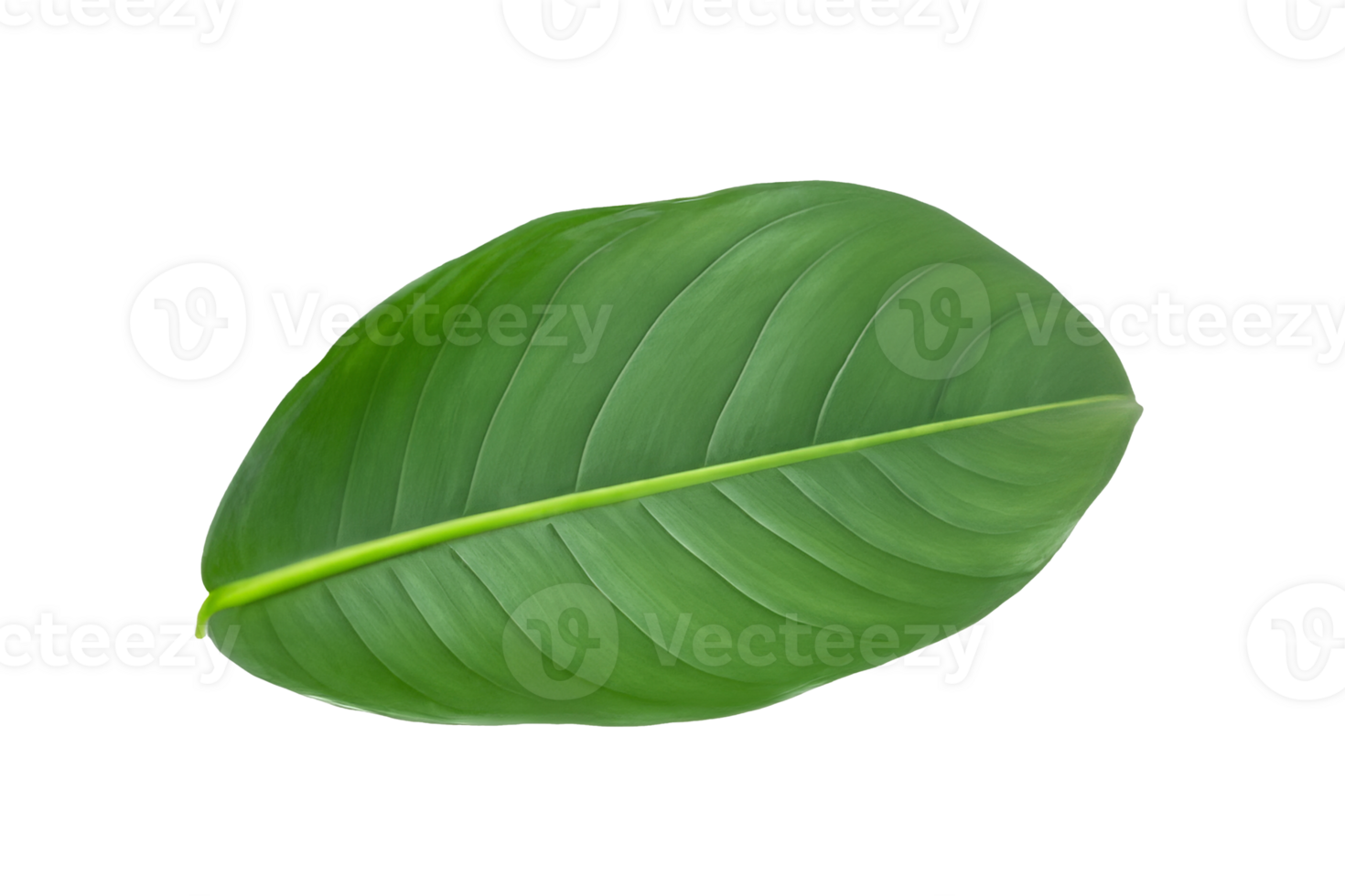 leaf plant isolated on transparent background png