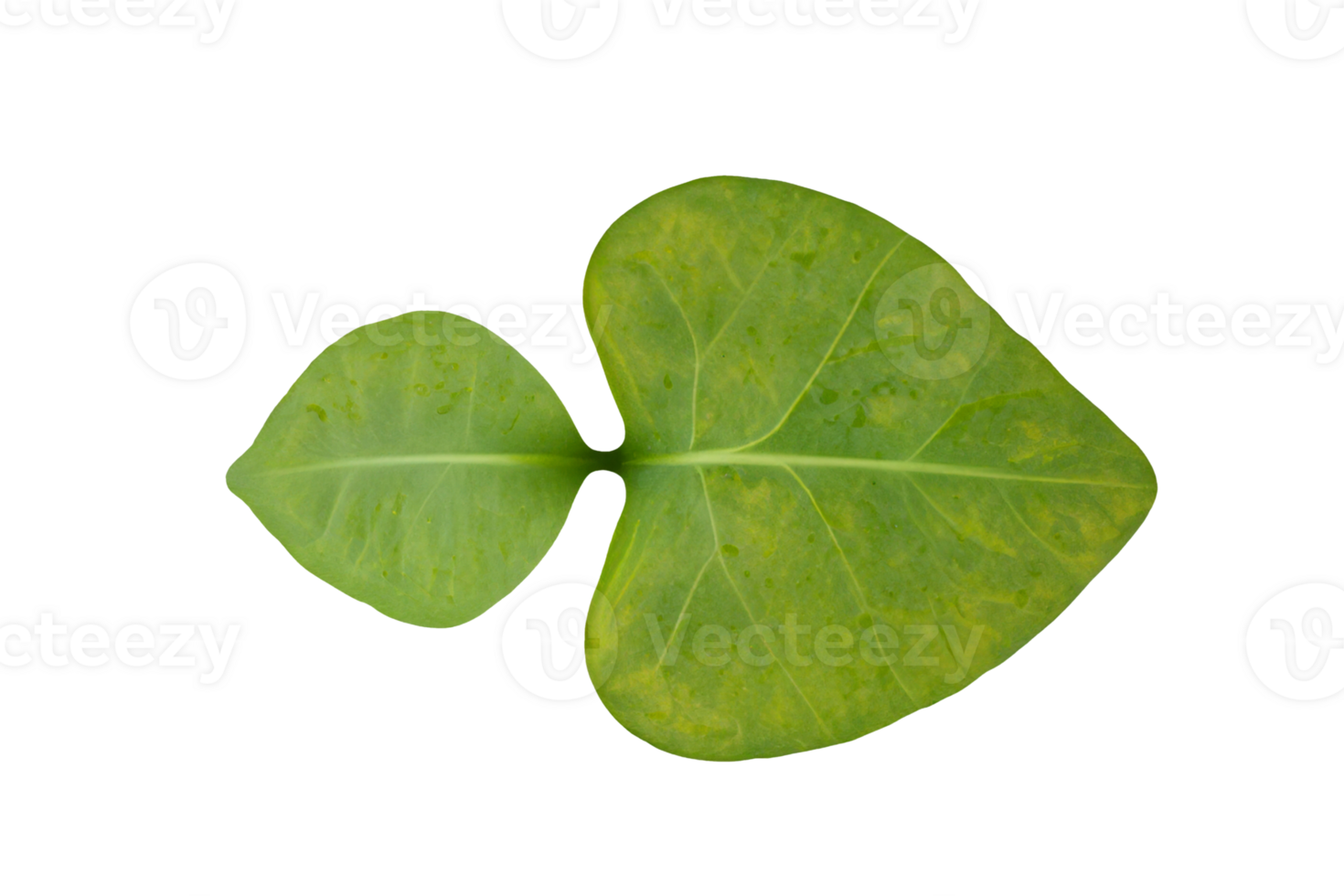 leaf plant isolated on transparent background png