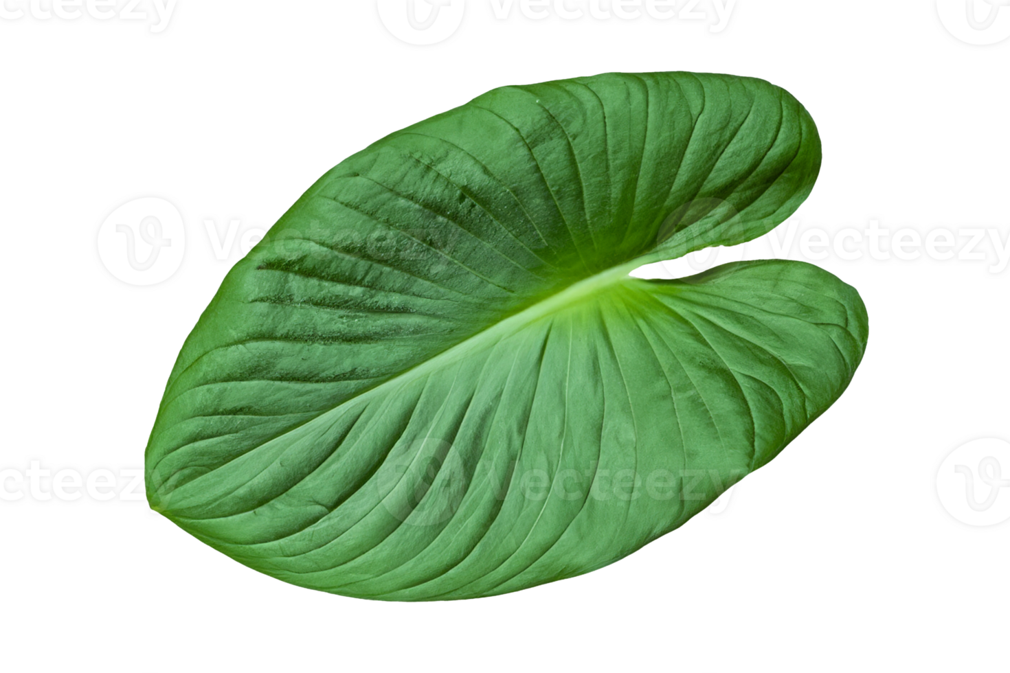 leaf plant isolated on transparent background png