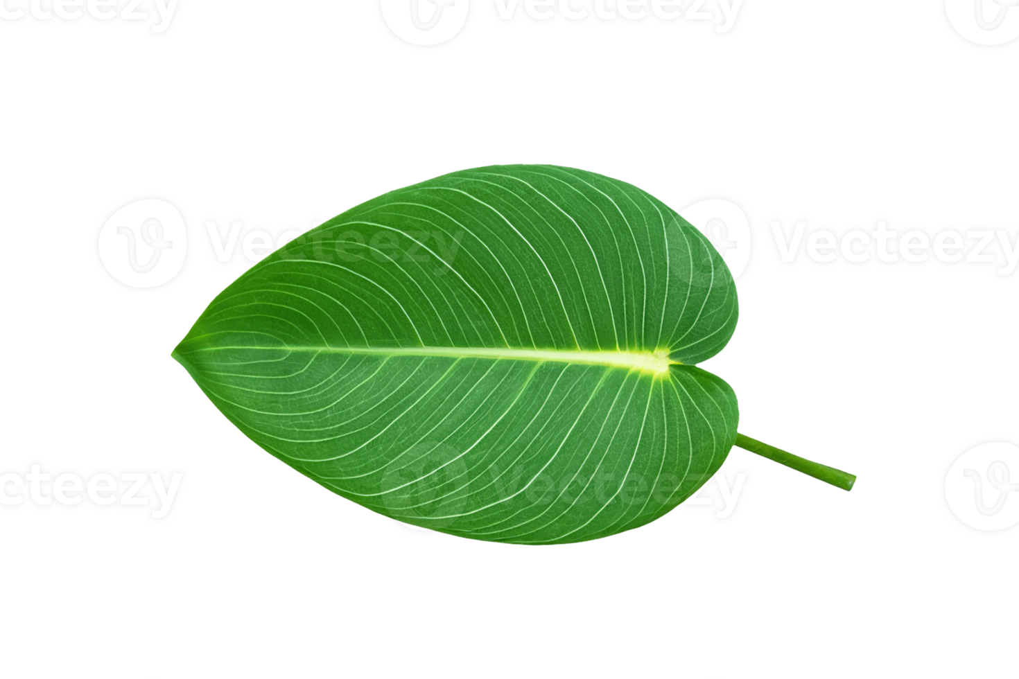 leaf plant isolated on transparent background png