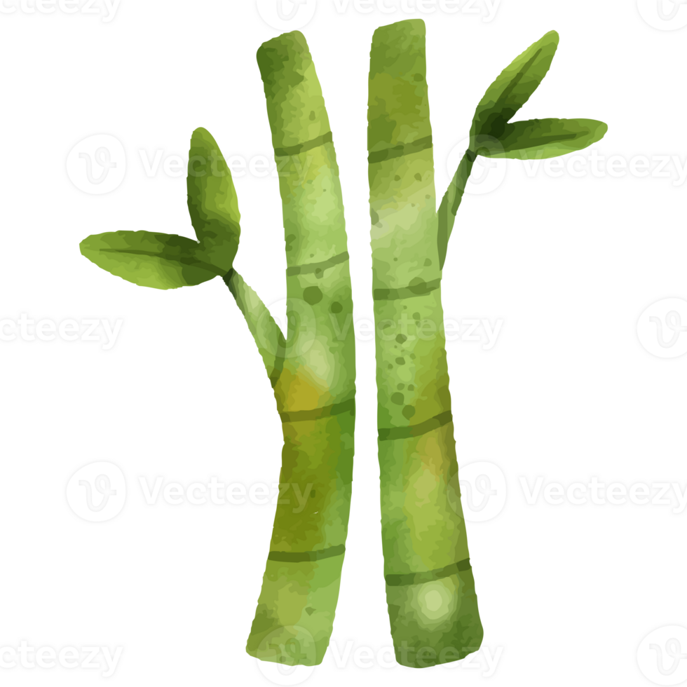 water color bamboo tree. png