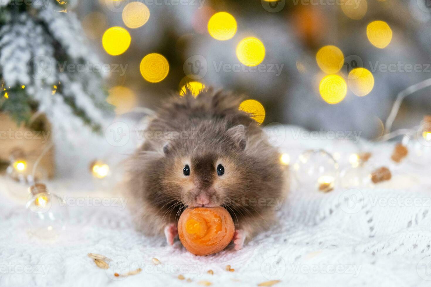 A funny shaggy fluffy hamster nibbles a carrot on a Christmas background with fairy lights and bokeh photo