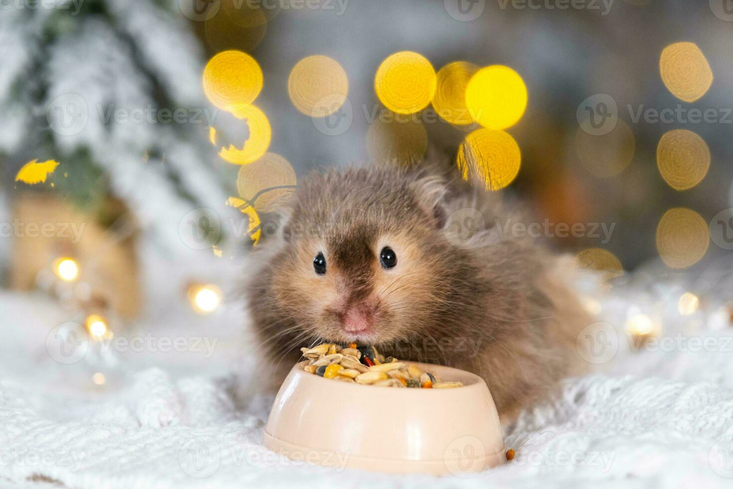 A funny shaggy fluffy hamster nibbles feed seeds from a bowl on a