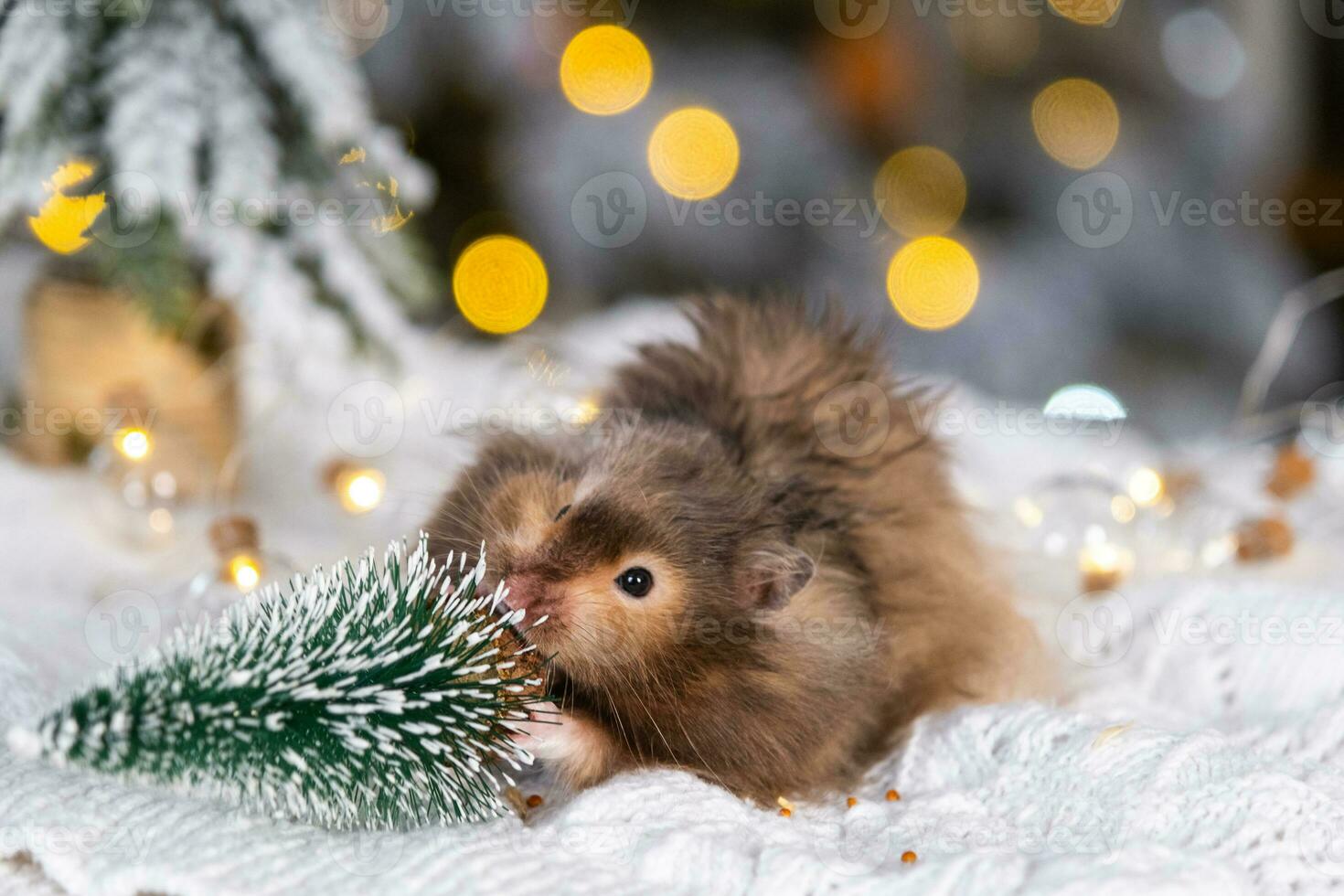 A funny shaggy fluffy hamster nibbles Gnawing on the Christmas tree on a Christmas background with fairy lights and bokeh photo