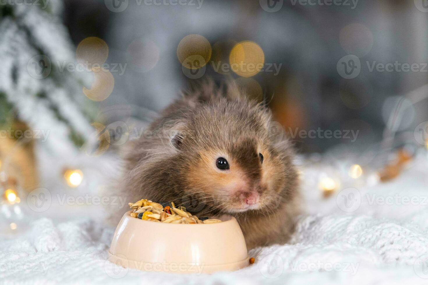 A funny shaggy fluffy hamster nibbles feed seeds from a bowl on a