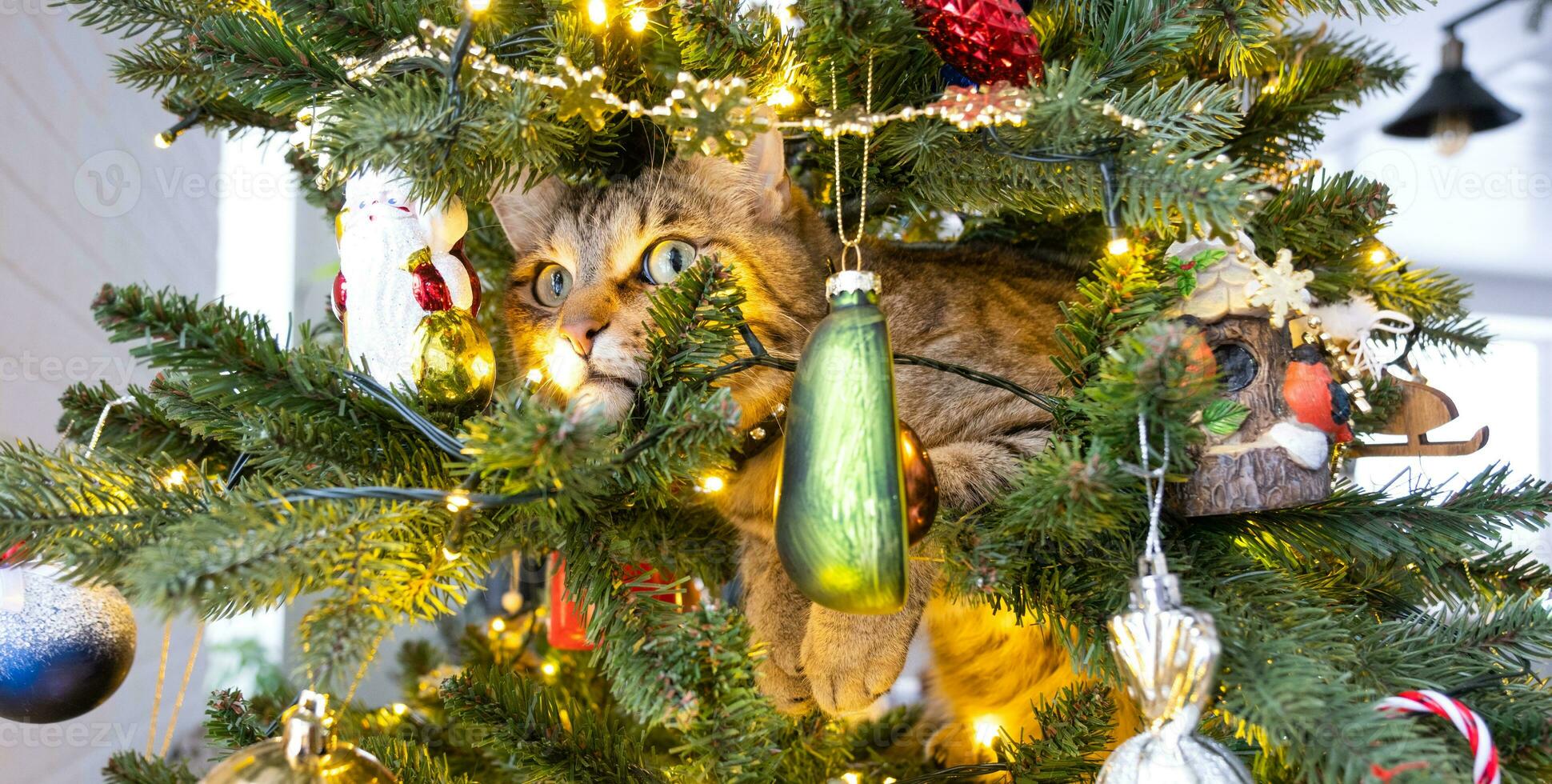 Funny cat is sitting on the Christmas tree. Hooliganism of a pet, sabotage, damage to the decor. Christmas, New Year. photo