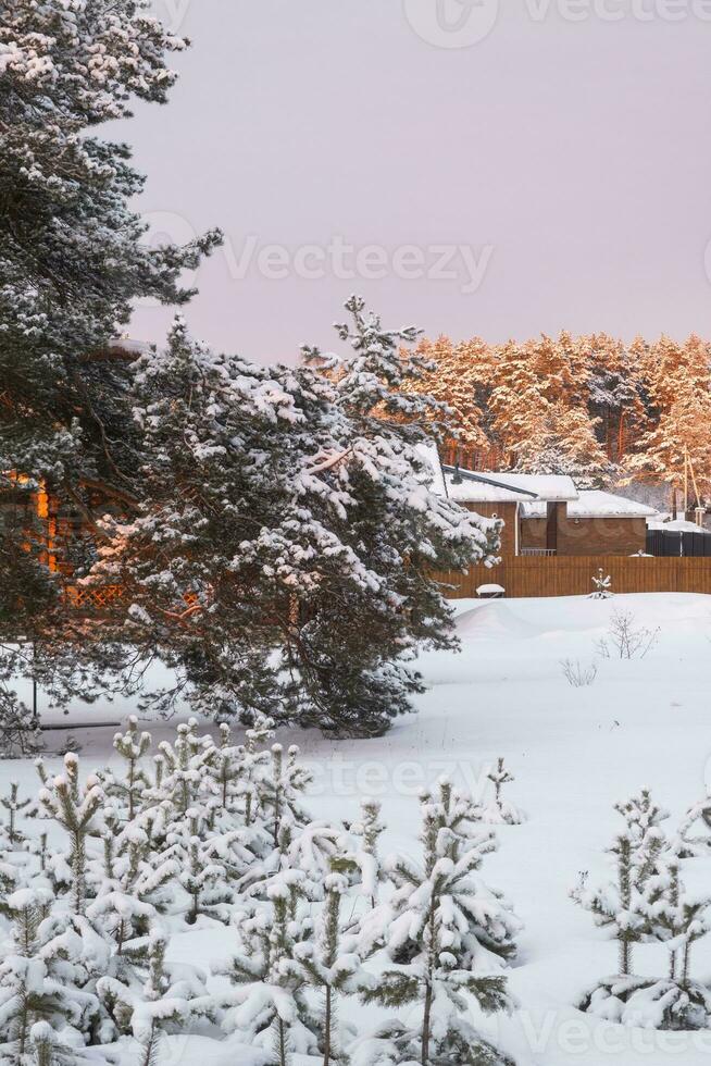 The village house in winter is covered with snow among the pines. Winter landscape photo