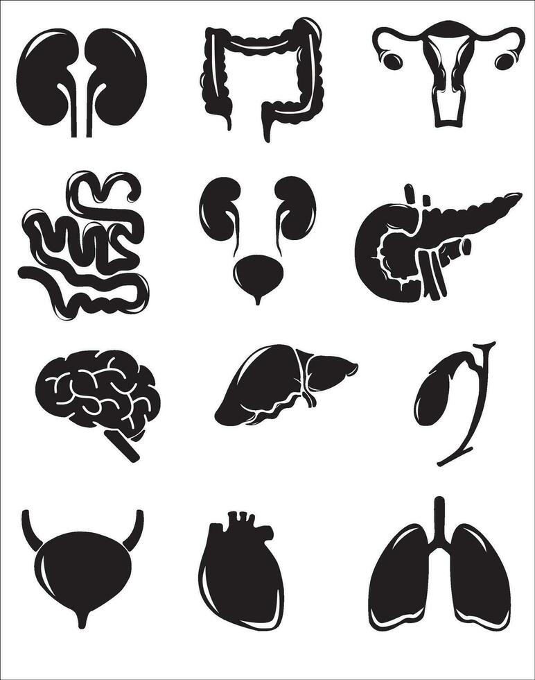 Human internal organs. Vector sketch isolated illustration. Hand drawn doodle anatomy symbols set.