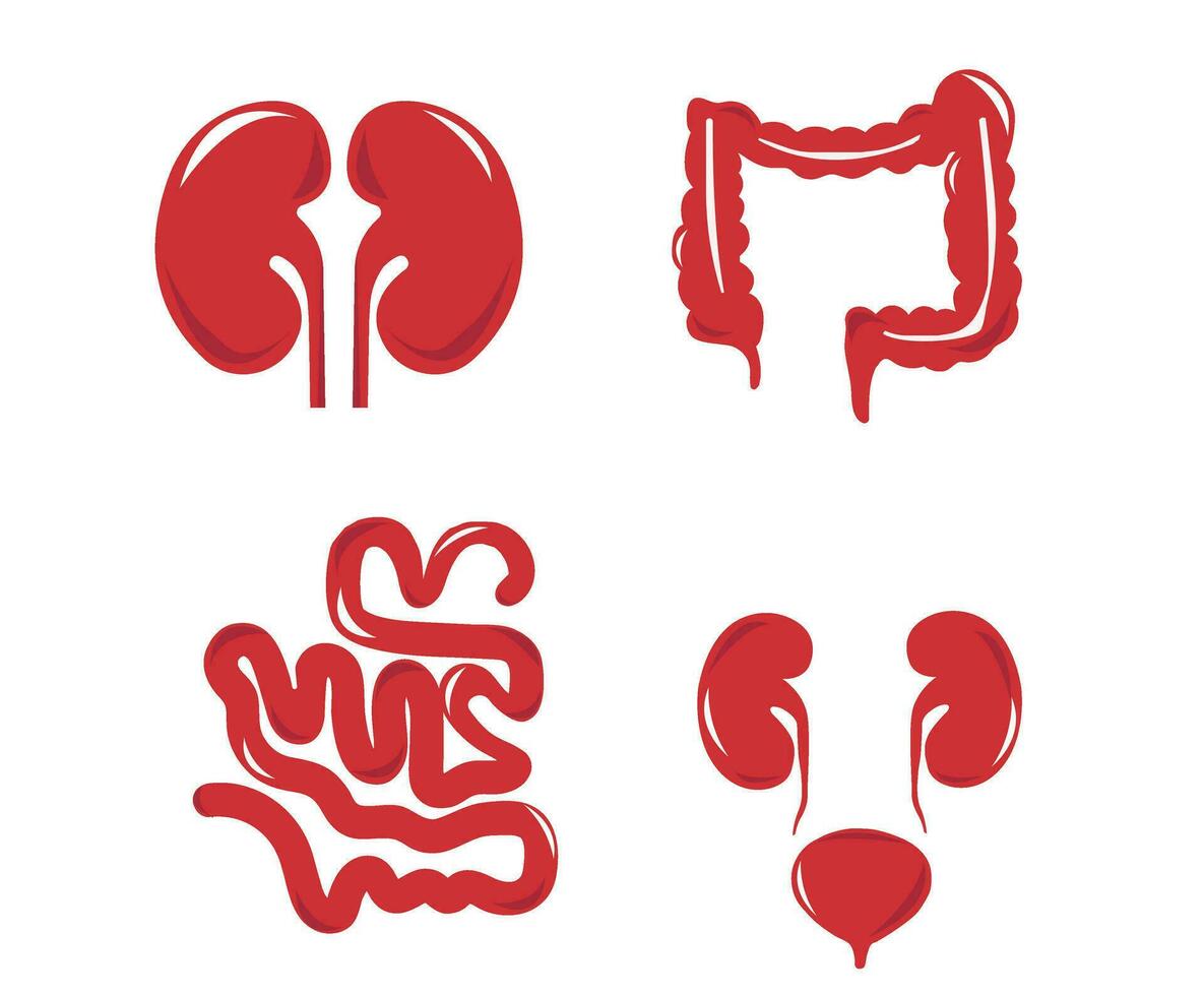 Human internal organs. Vector sketch isolated illustration. Hand drawn doodle anatomy symbols set.
