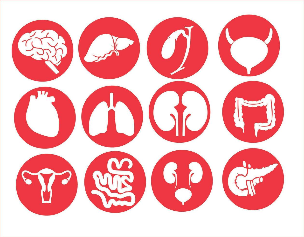 Human internal organs. Vector sketch isolated illustration. Hand drawn doodle anatomy symbols set.