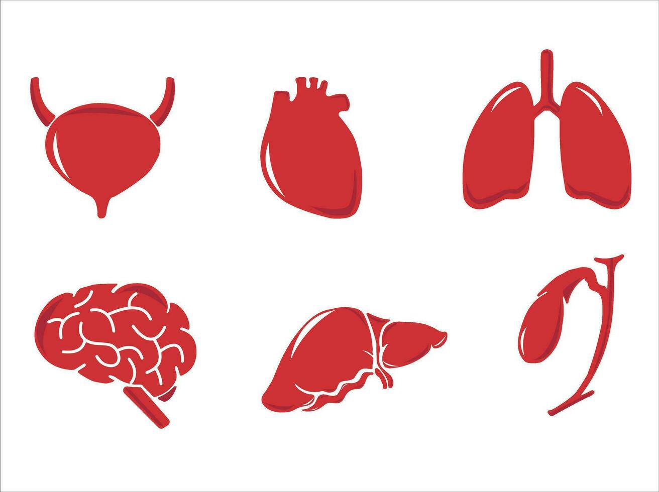 Human internal organs. Vector sketch isolated illustration. Hand drawn doodle anatomy symbols set.