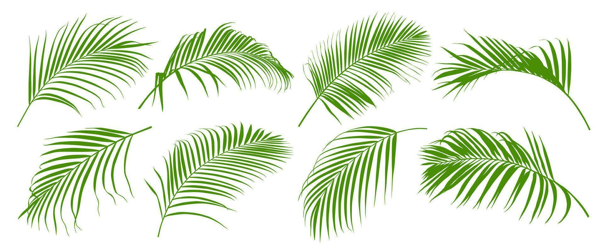 Set of tropical green palm leaf and coconut leaf vector