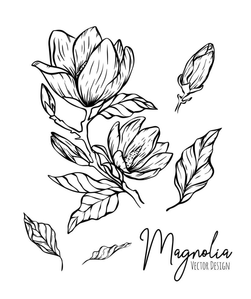 magnolia flor línea ilustración colocar. mano dibujado negro contorno Boda hierba, elegante hojas para invitación salvar el fecha tarjeta. botánico de moda verdor vector colección para web, imprimir, carteles