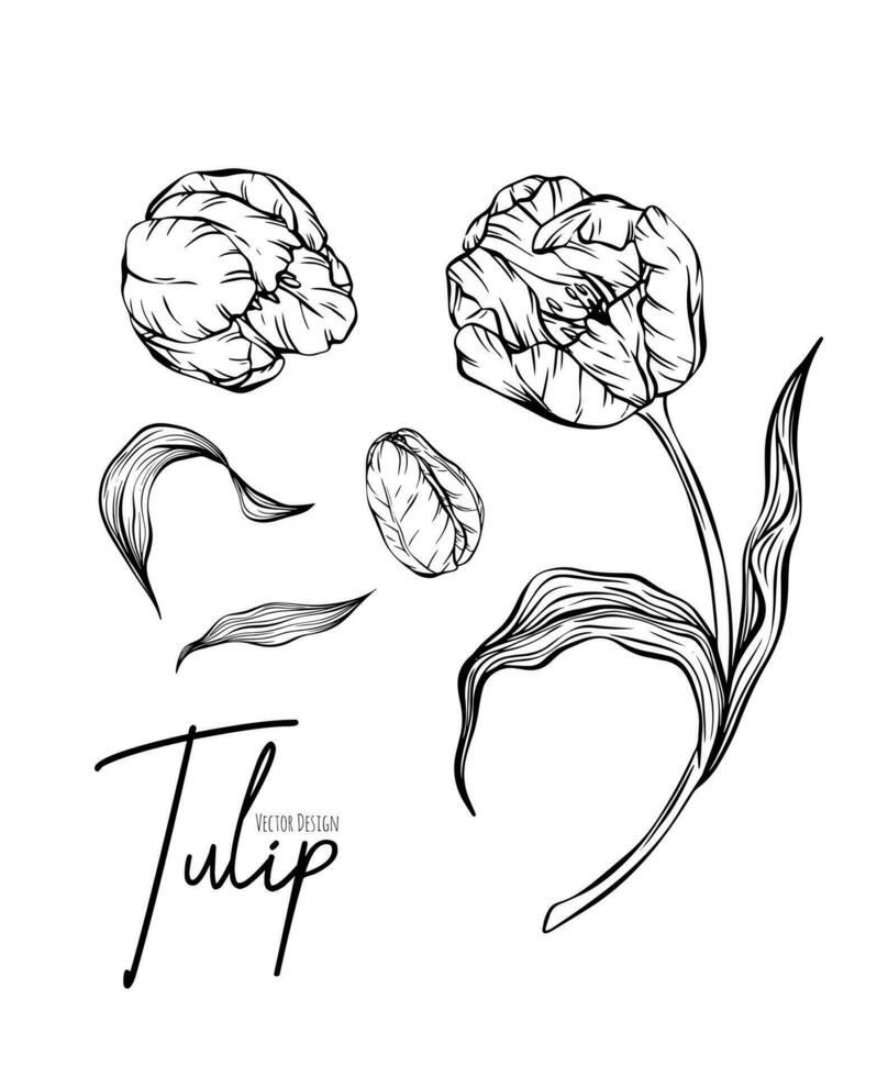 Botanical set line illustration of tulip flowers for wedding invitation and cards, logo design, web, social media and poster, template, advertisement, beauty and cosmetic industry. vector