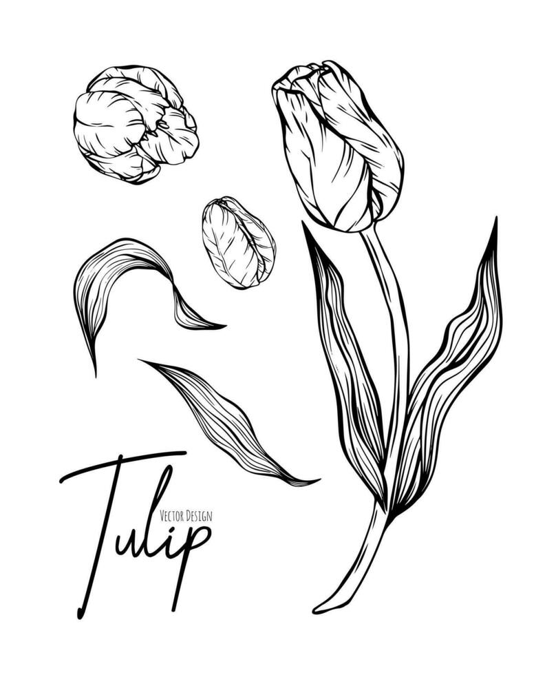 Botanical set line illustration of tulip flowers for wedding invitation and cards, logo design, web, social media and poster, template, advertisement, beauty and cosmetic industry. vector