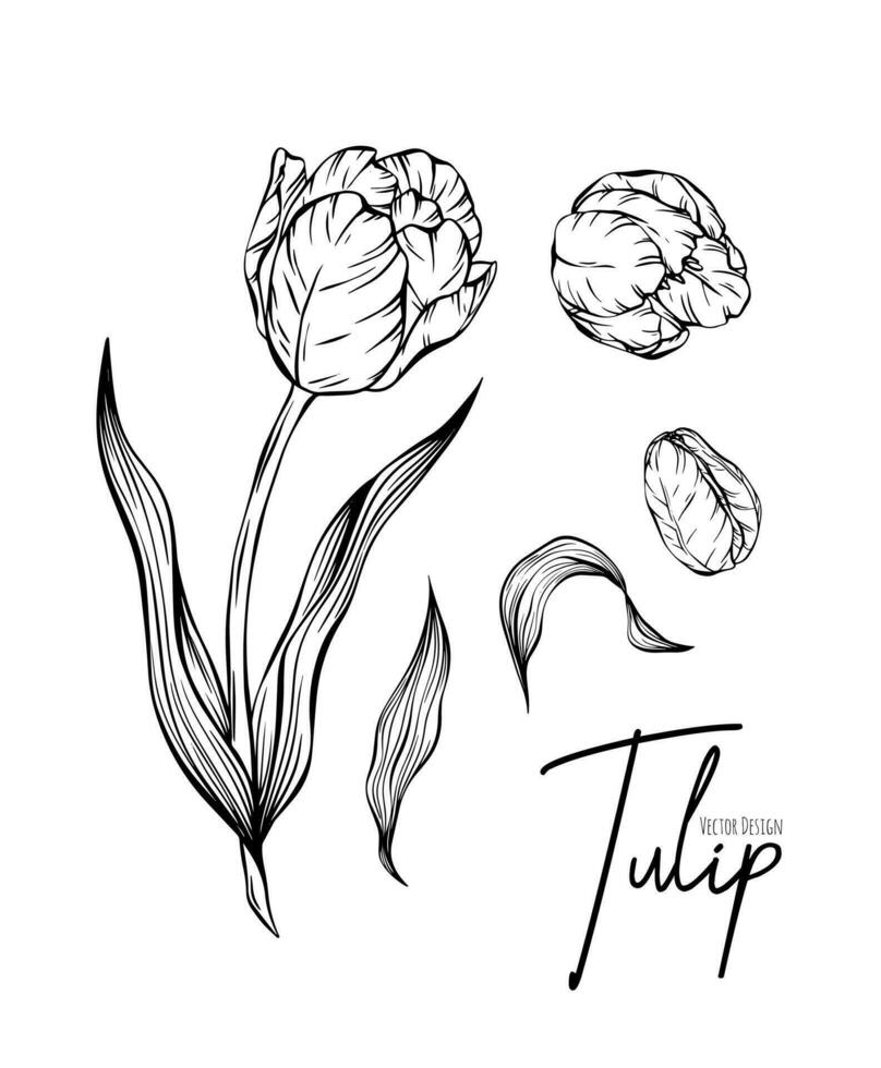 botánico conjunto línea ilustración de tulipán flores para Boda invitación y tarjetas, logo diseño, web, social medios de comunicación y póster, plantilla, anuncio publicitario, belleza y cosmético industria. vector