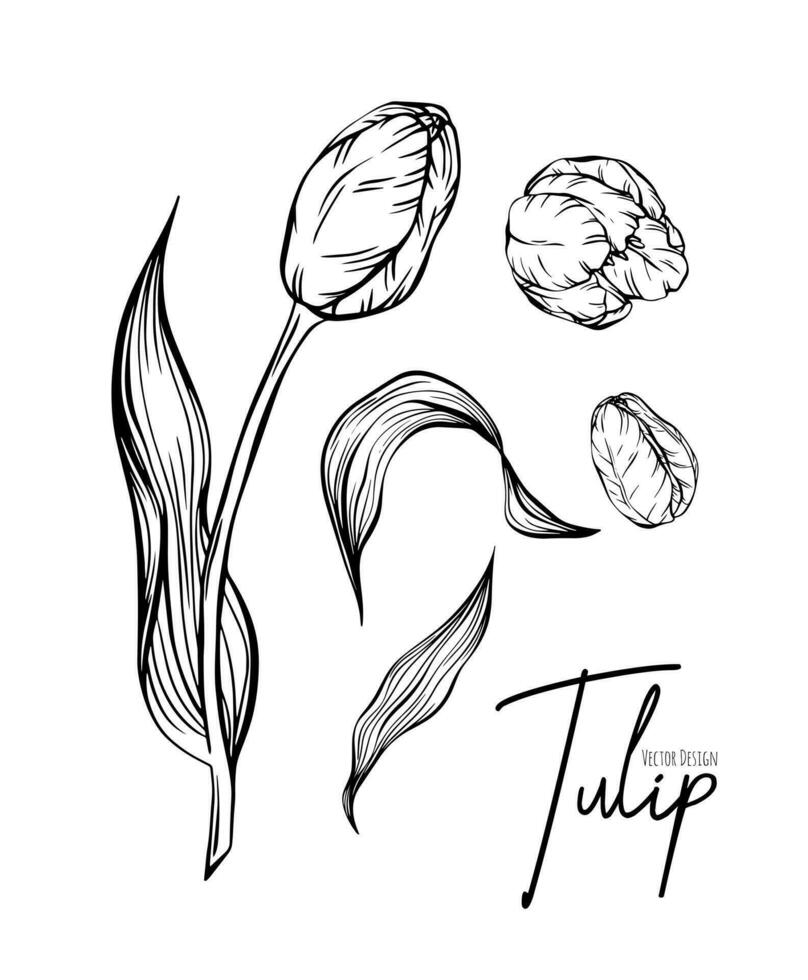 botánico conjunto línea ilustración de tulipán flores para Boda invitación y tarjetas, logo diseño, web, social medios de comunicación y póster, plantilla, anuncio publicitario, belleza y cosmético industria. vector