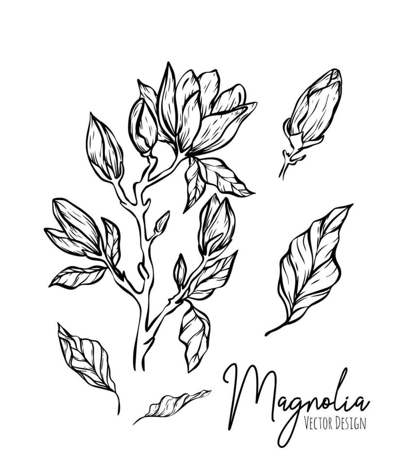 magnolia flor línea ilustración colocar. mano dibujado negro contorno Boda hierba, elegante hojas para invitación salvar el fecha tarjeta. botánico de moda verdor vector colección para web, imprimir, carteles