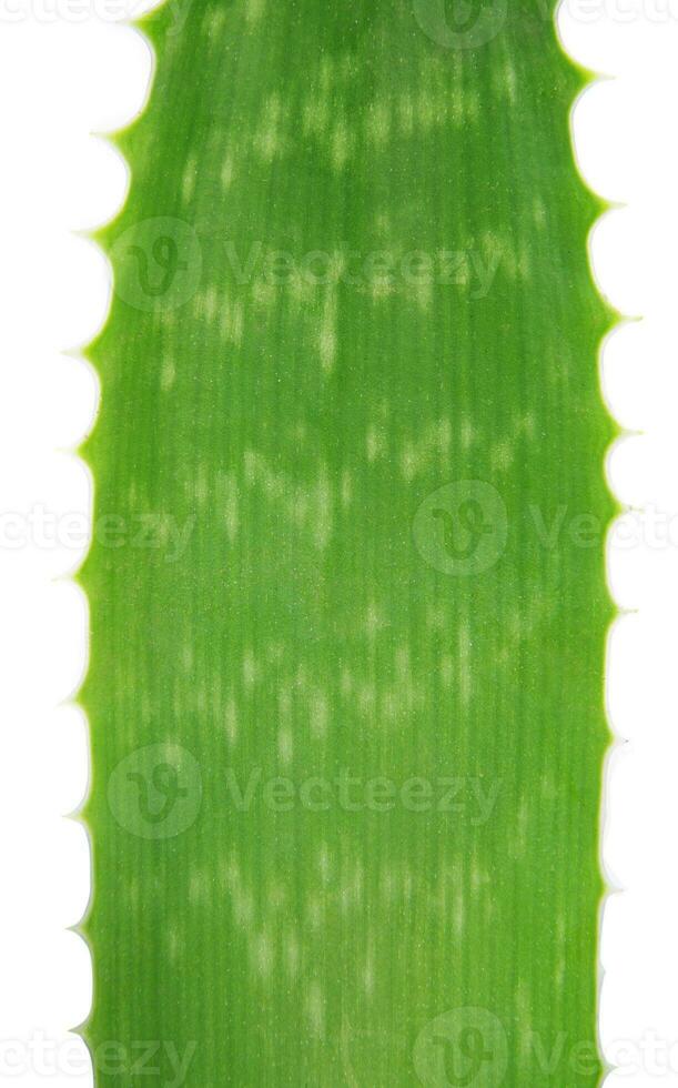 aloe plant closeup photo