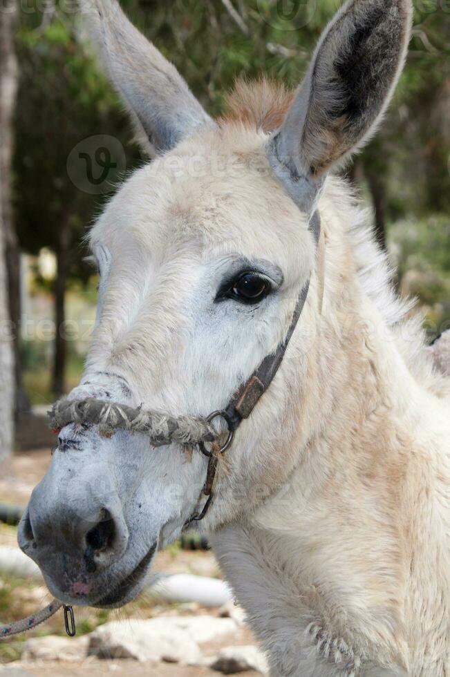 donkey portrait closeup photo