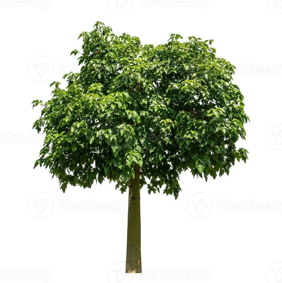 Tree isolated on white background with clipping path and alpha channel. photo