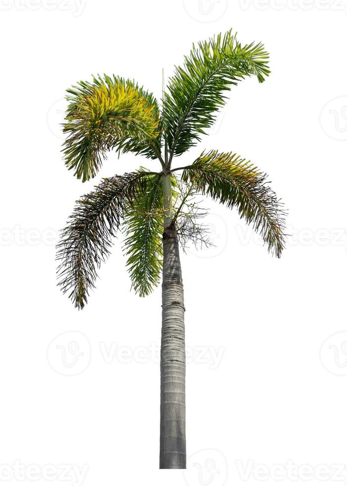 Green palm tree isolated on white background with clipping path and alpha channel. photo