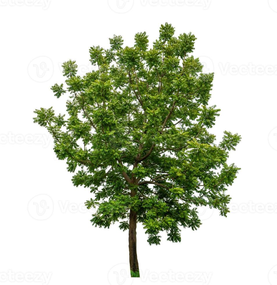 Tree isolated on white background with clipping path and alpha channel. photo