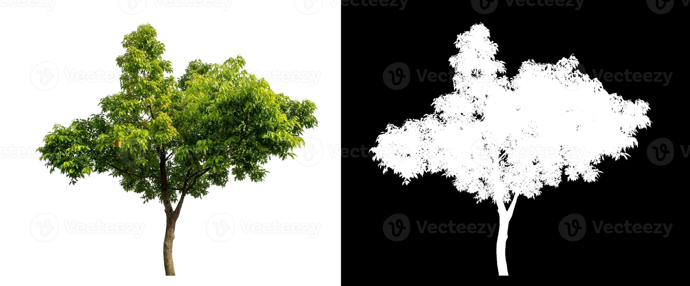 Single green tree on white background with clipping path and alpha channel on black background. photo