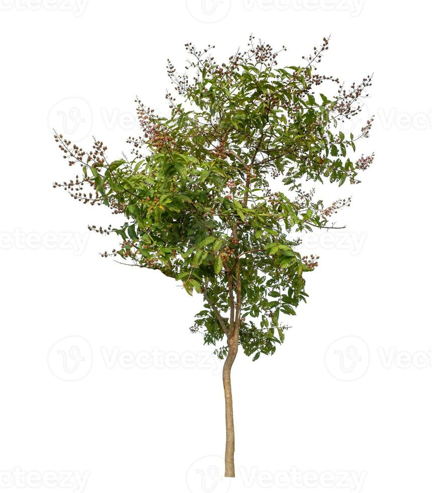 Tree isolated on white background with clipping path and alpha channel. photo