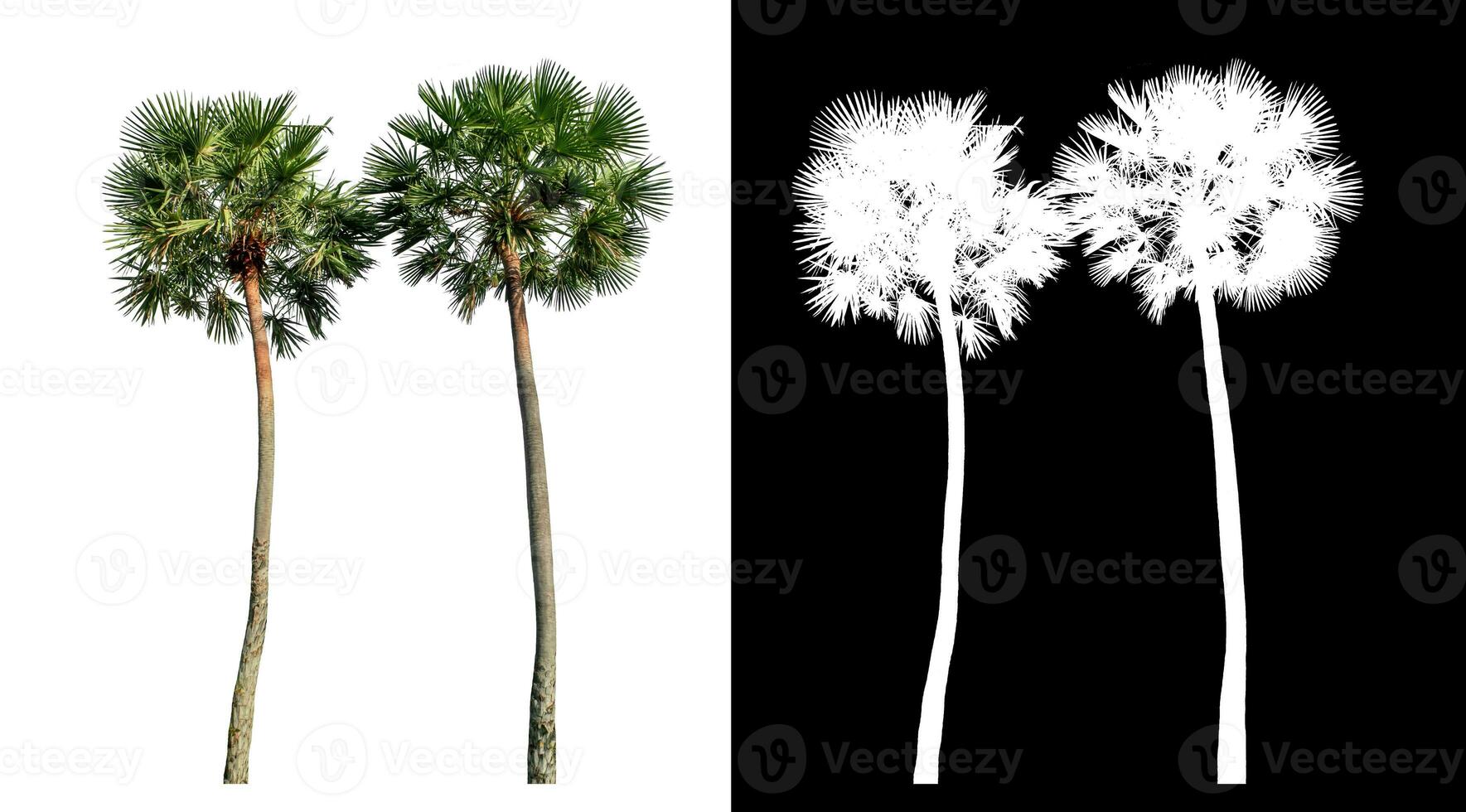 Green palm tree isolated on white background with clipping path and alpha channel on black background. photo