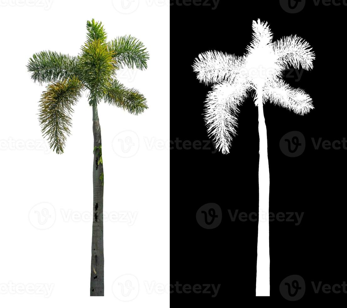 Green palm tree isolated on white background with clipping path and alpha channel on black background. photo