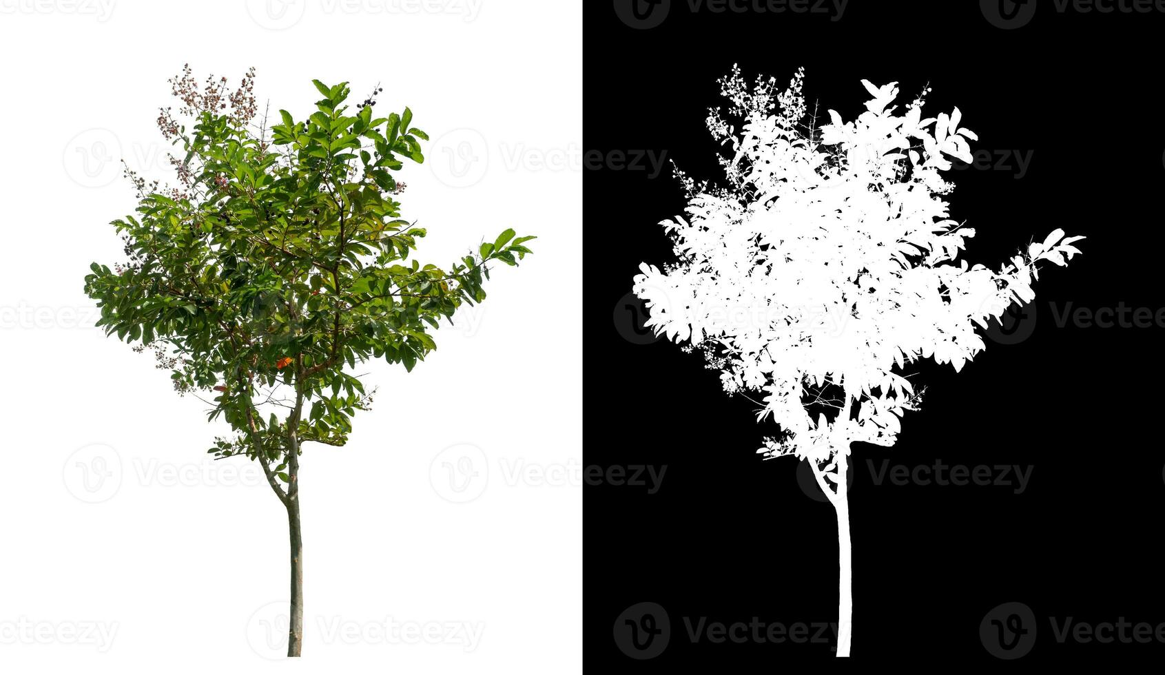 Single green tree on white background with clipping path and alpha channel on black background. photo