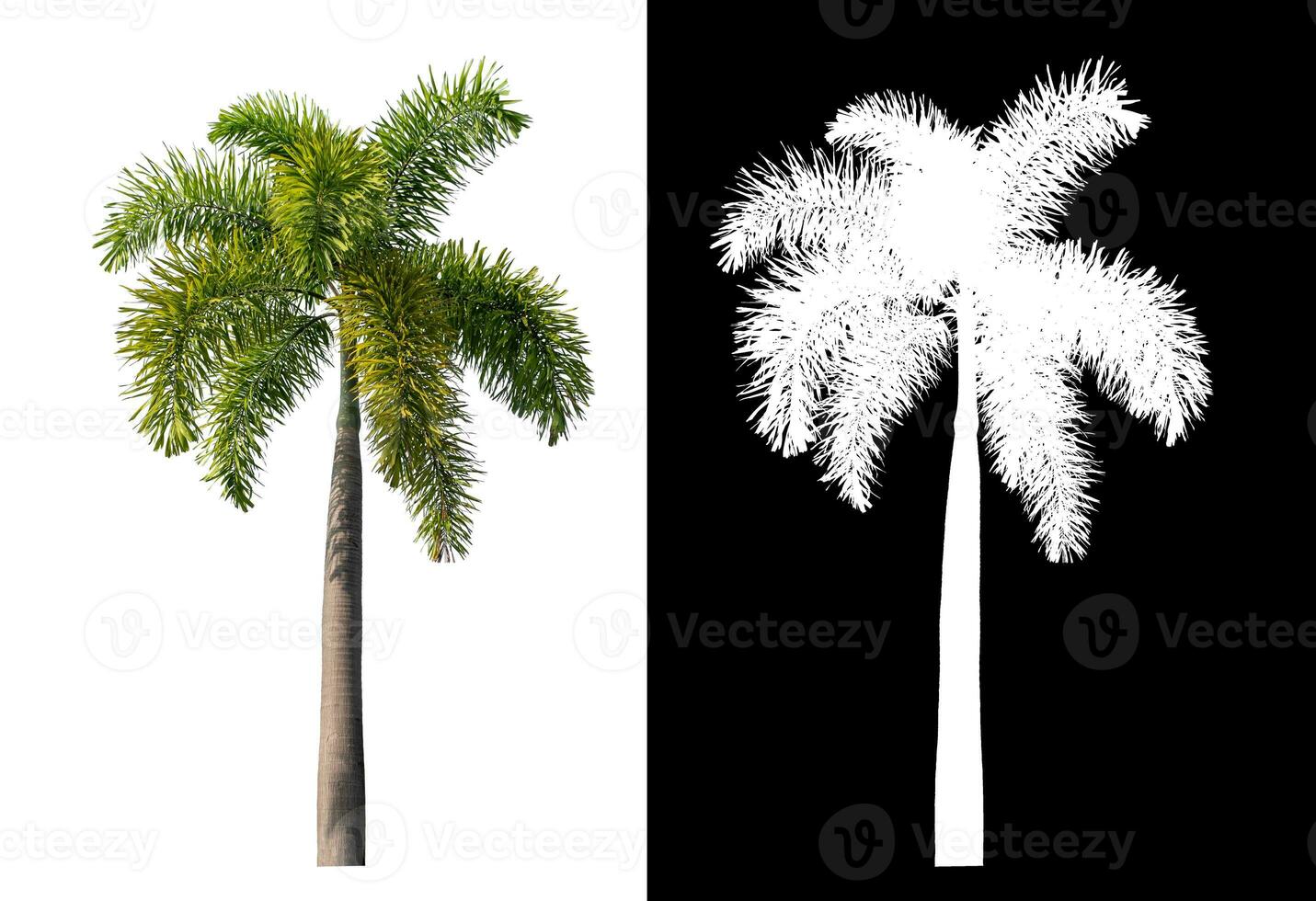 Green palm tree isolated on white background with clipping path and alpha channel on black background. photo