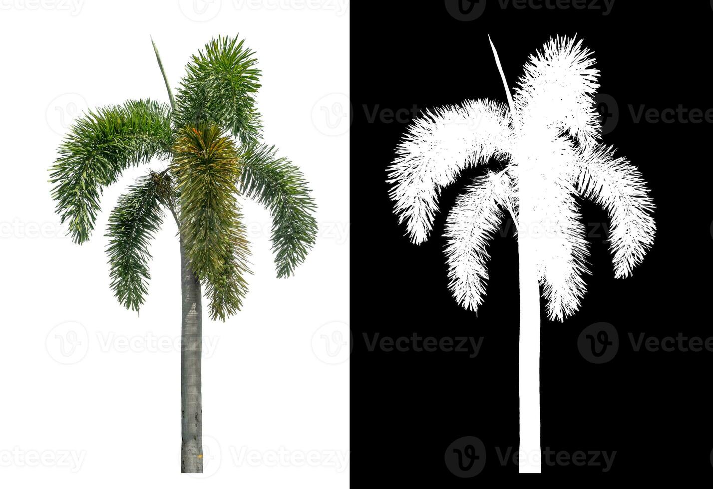 Green palm tree isolated on white background with clipping path and alpha channel on black background. photo