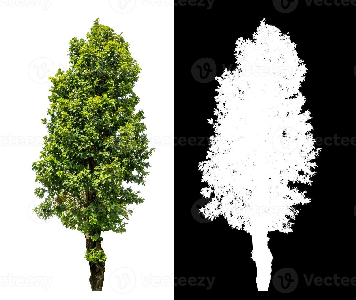 Single green tree on white background with clipping path and alpha channel on black background. photo