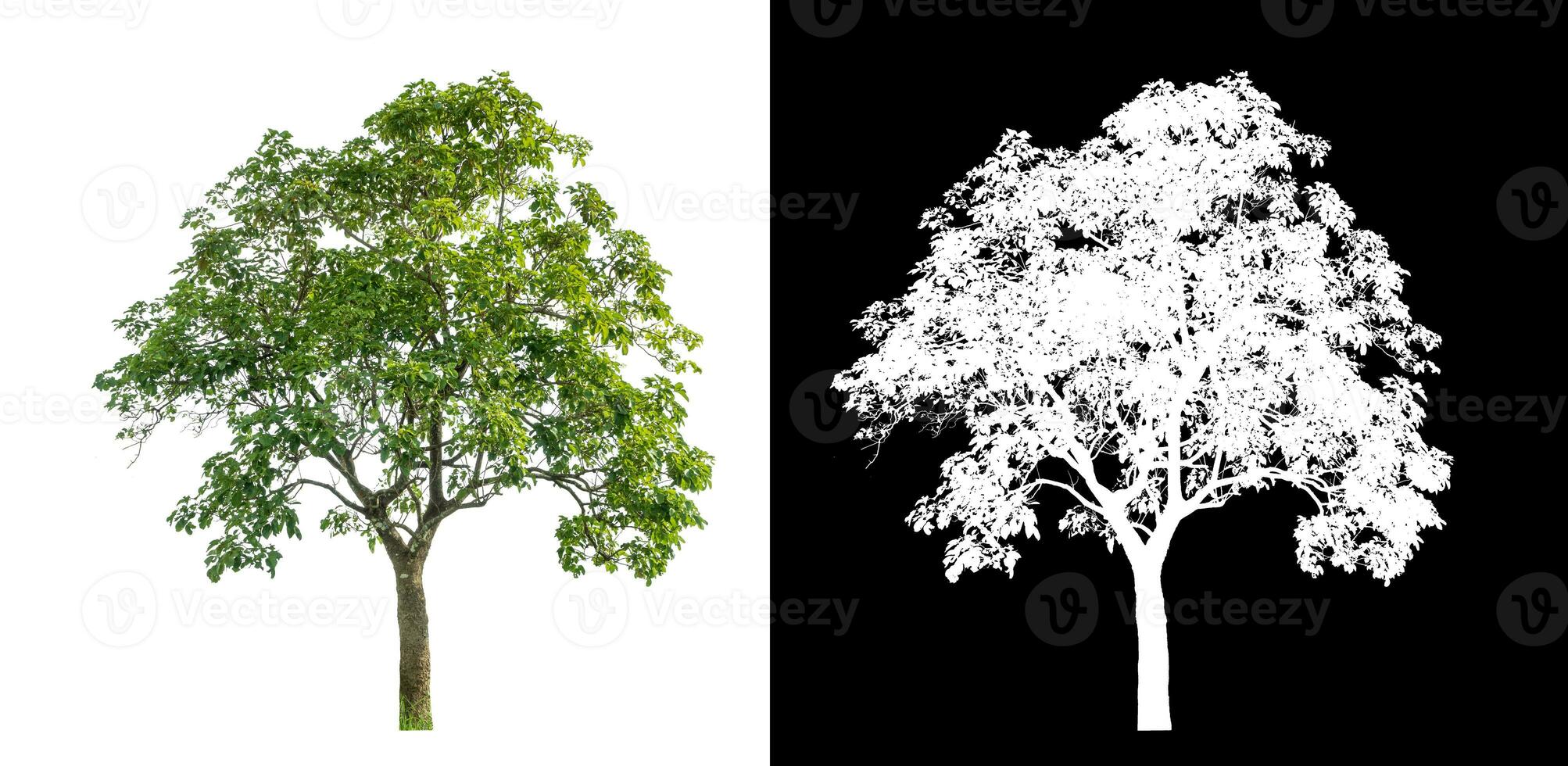 Single green tree on white background with clipping path and alpha channel on black background. photo