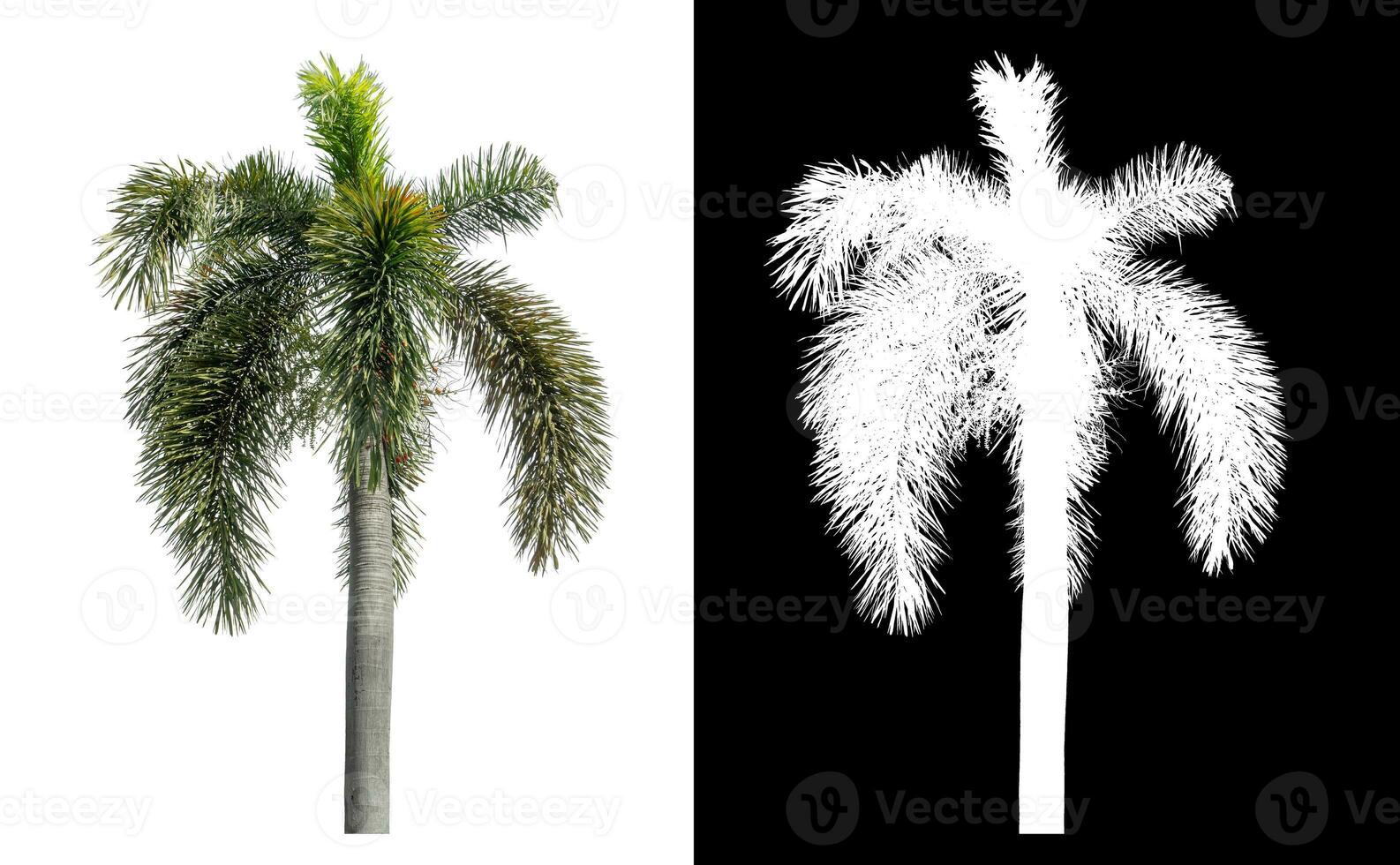 Green palm tree isolated on white background with clipping path and alpha channel on black background. photo