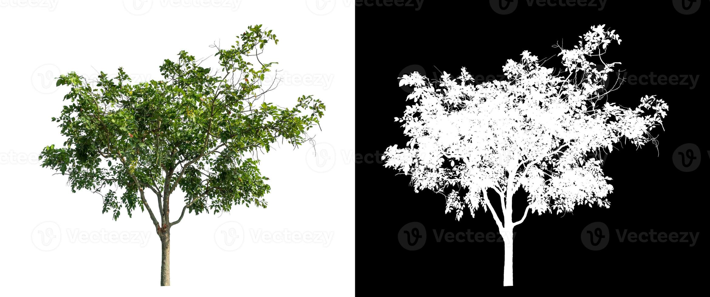 Single green tree on white background with clipping path and alpha channel on black background. photo