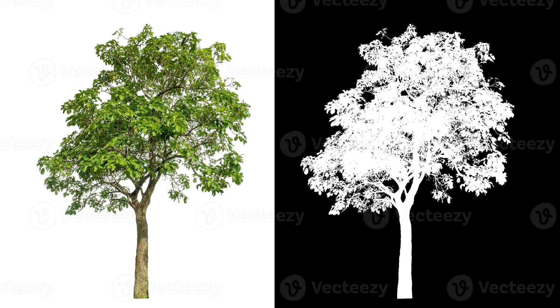 Single green tree on white background with clipping path and alpha channel on black background. photo