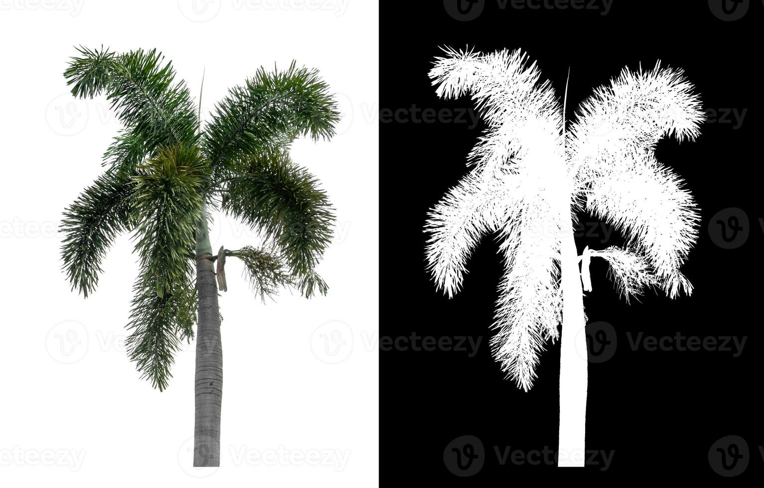 Green palm tree isolated on white background with clipping path and alpha channel on black background. photo