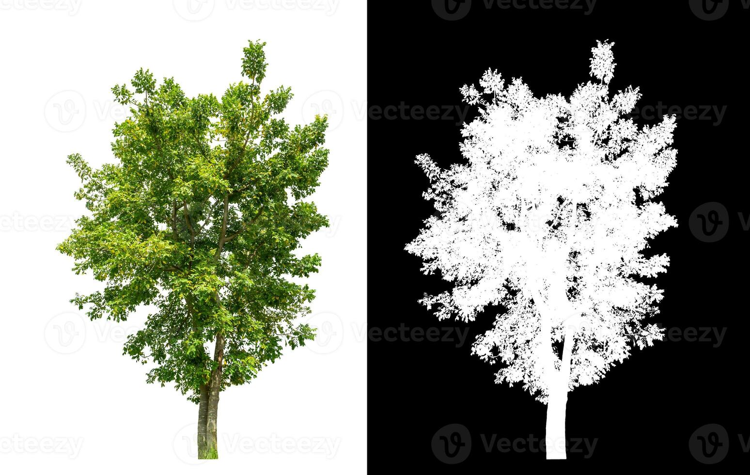 Single green tree on white background with clipping path and alpha channel on black background. photo