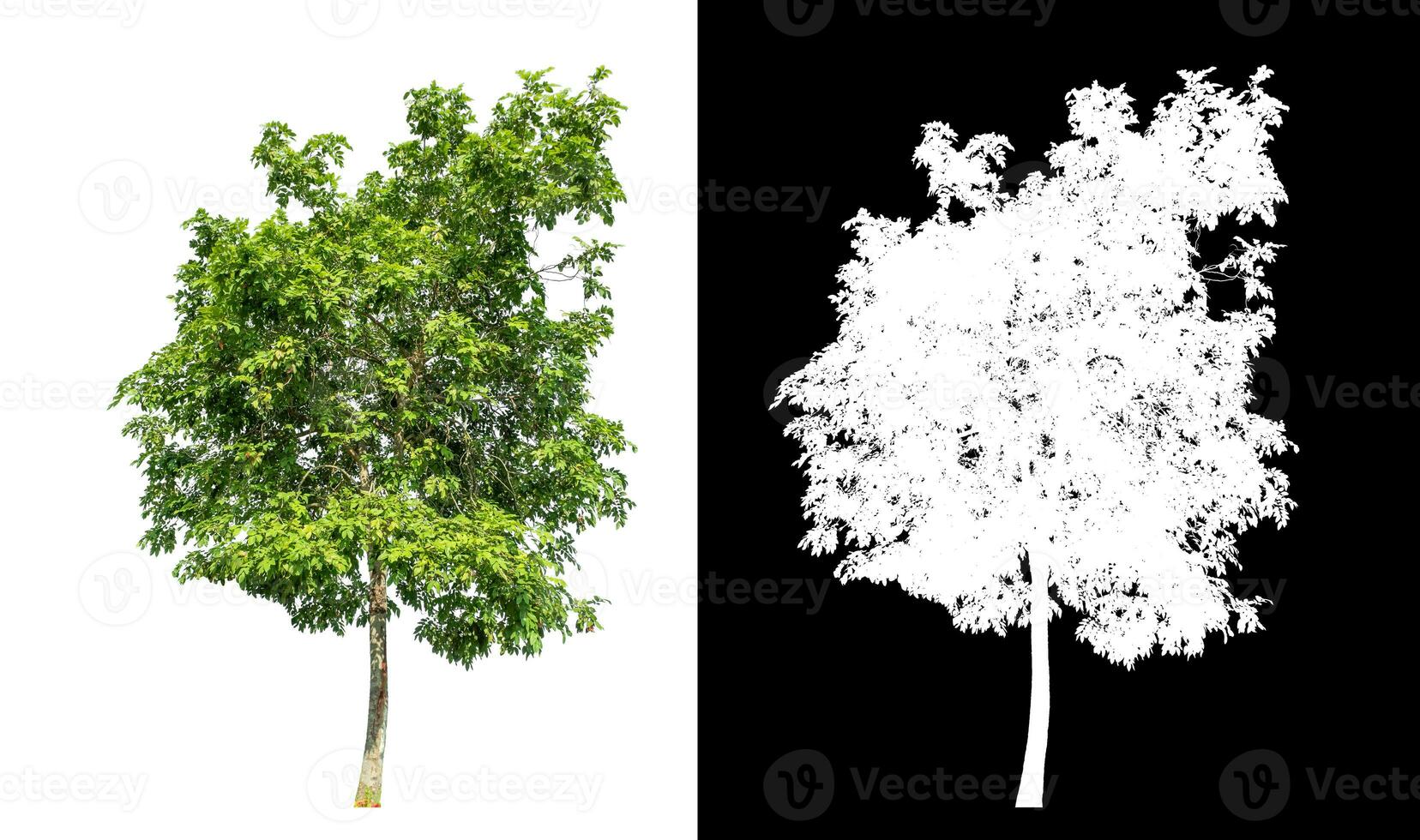 Single green tree on white background with clipping path and alpha channel on black background. photo