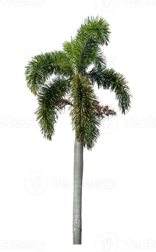 Green palm tree isolated on white background with clipping path and alpha channel. photo