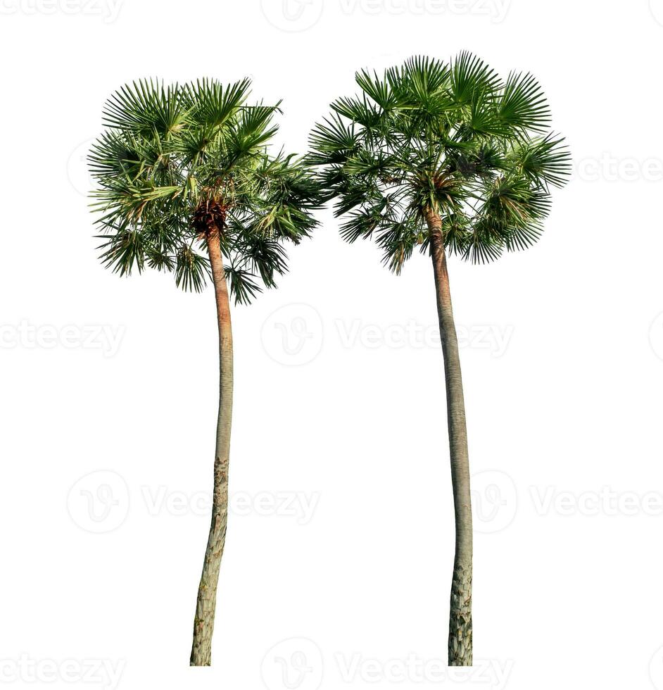 Green palm tree isolated on white background with clipping path and alpha channel. photo