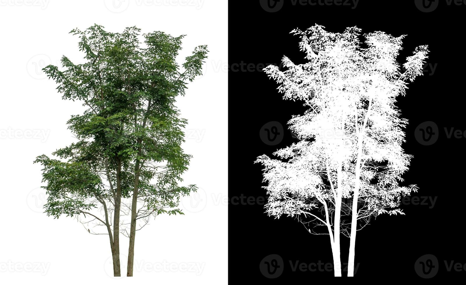 Single green tree on white background with clipping path and alpha channel on black background. photo