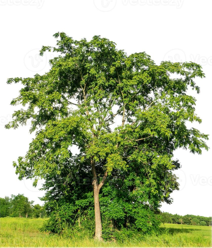 Tree isolated on white background with clipping path and alpha channel. photo