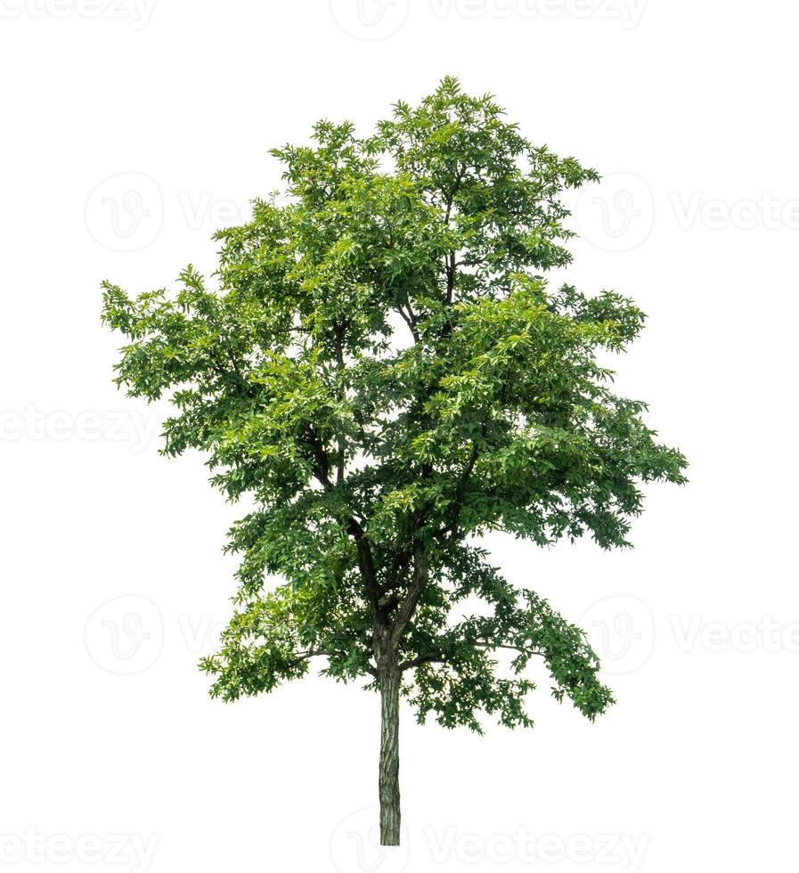 Tree isolated on white background with clipping path and alpha channel. photo