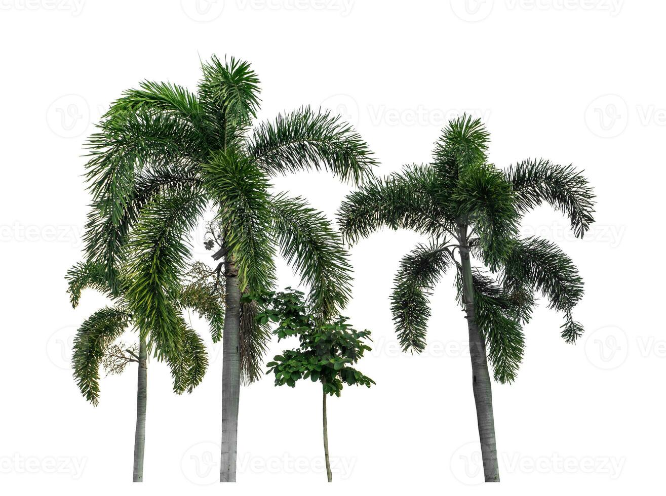 Group of palm trees on white background with clipping path and alpha channel. photo