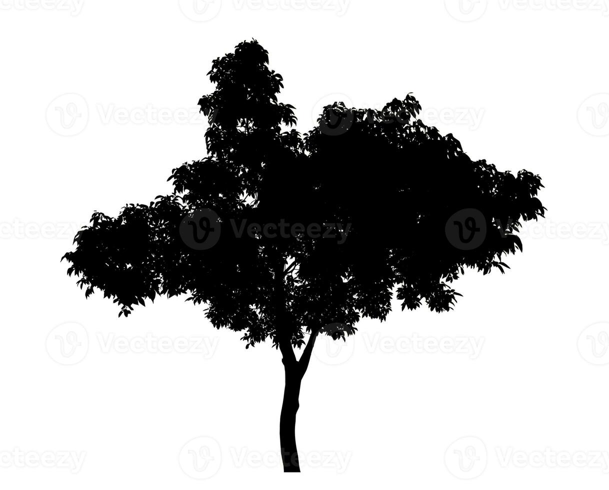 Tree silhouette on white background with clipping path and alpha channel. photo