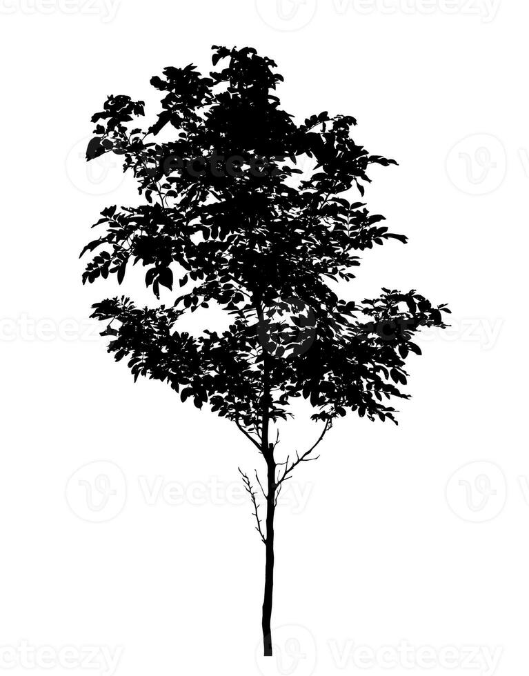 Tree silhouette on white background with clipping path and alpha channel. photo